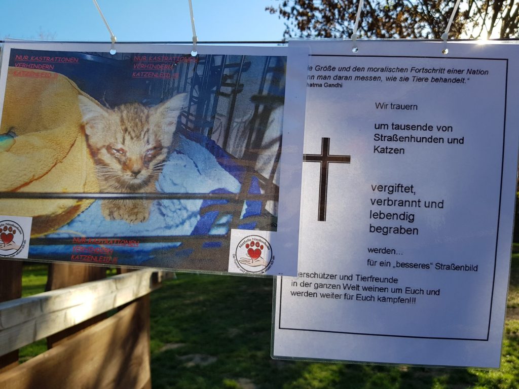 71+ Tierheim Viersen Katzen