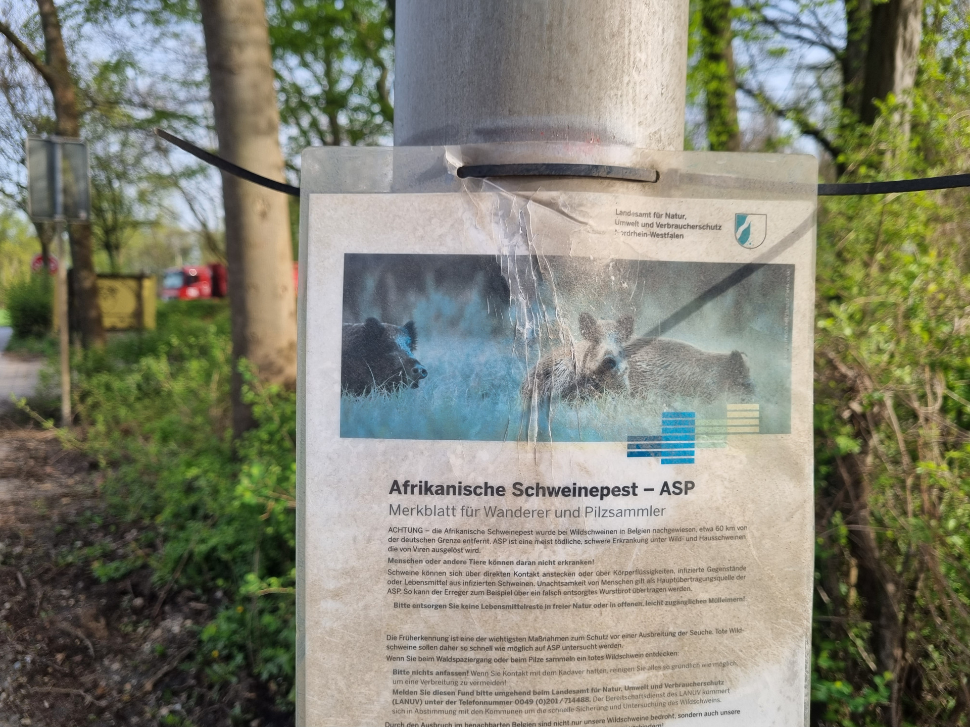 Afrikanische Schweinepest: Keine Fälle in NRW - Warum wird in Viersen gewarnt? ASP Viersen Schweinepest