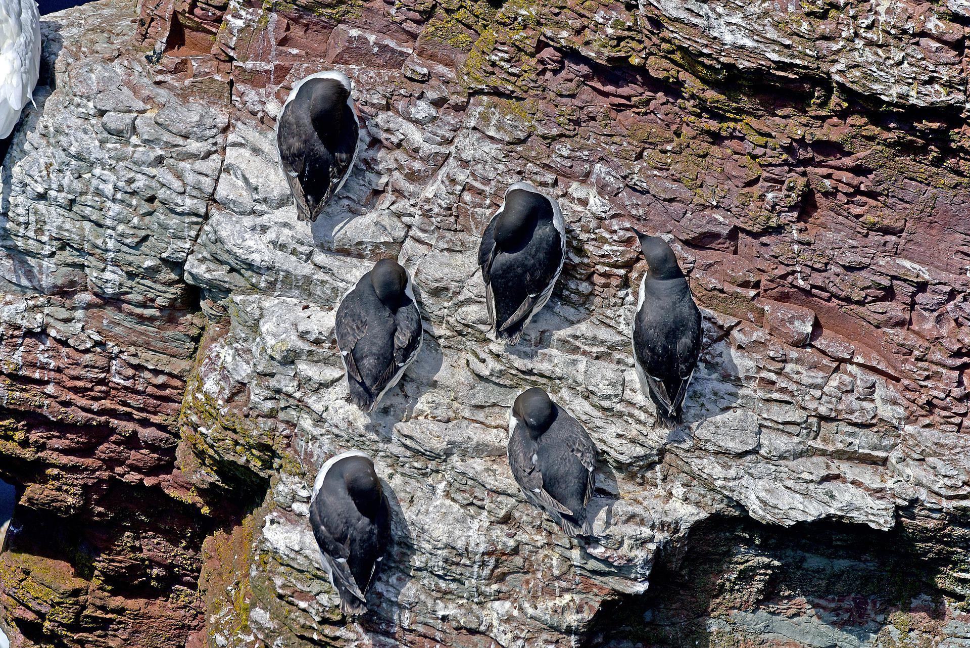 guillemots-5930667_1920