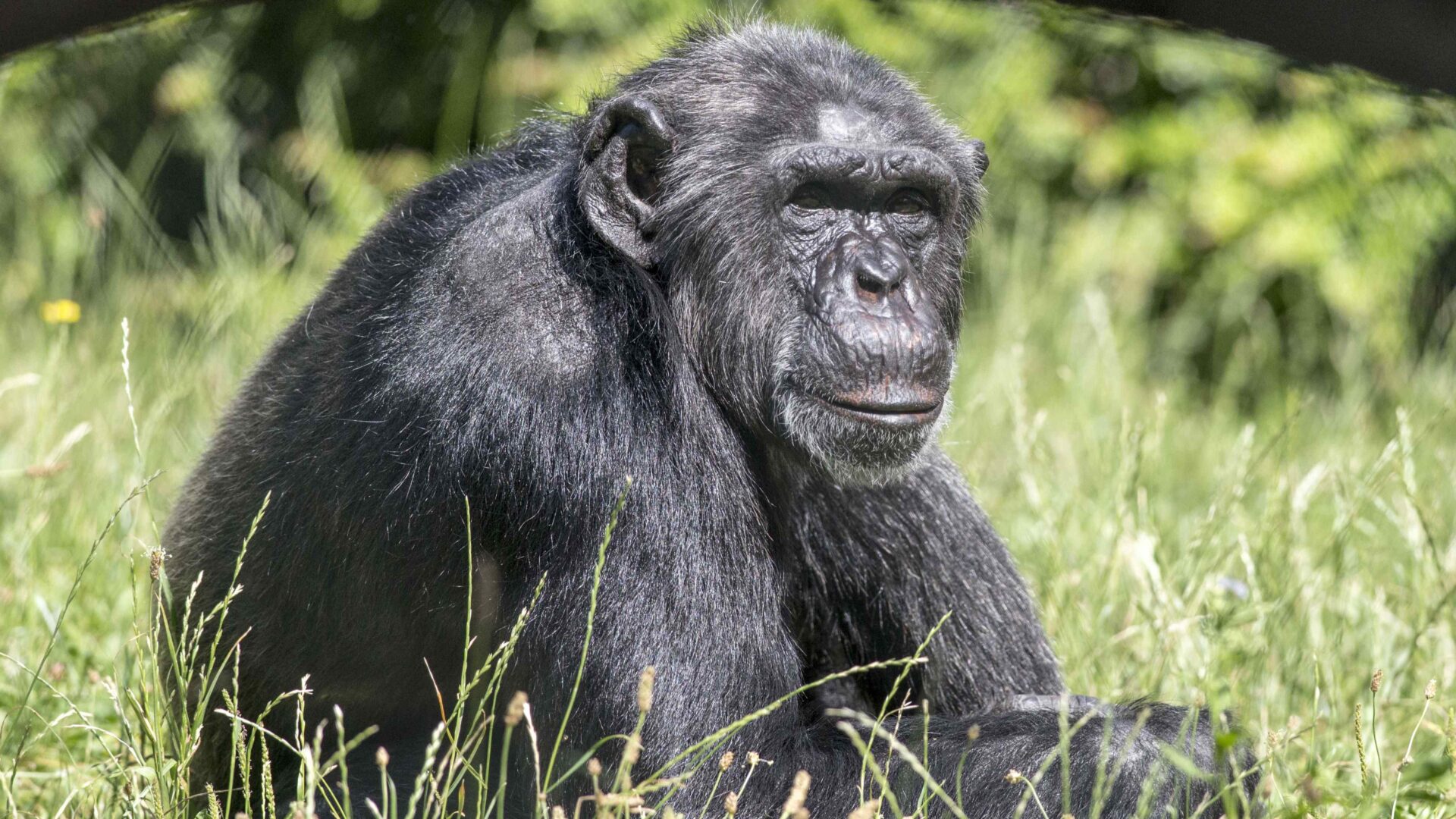 Zoologische Gärten trauern um Jane Goodall Pionierin der Primatenforschung Zoologische Gärten trauern um Jane Goodall / Pionierin der Primatenforschung, Tier- und Umweltschützerin und Unterstützerin wissenschaftlich geführter Zoos