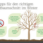 Winterschnitt bei Obstbäumen: Jetzt die Grundlage für gesunde Bäume und gute Ernten schaffen