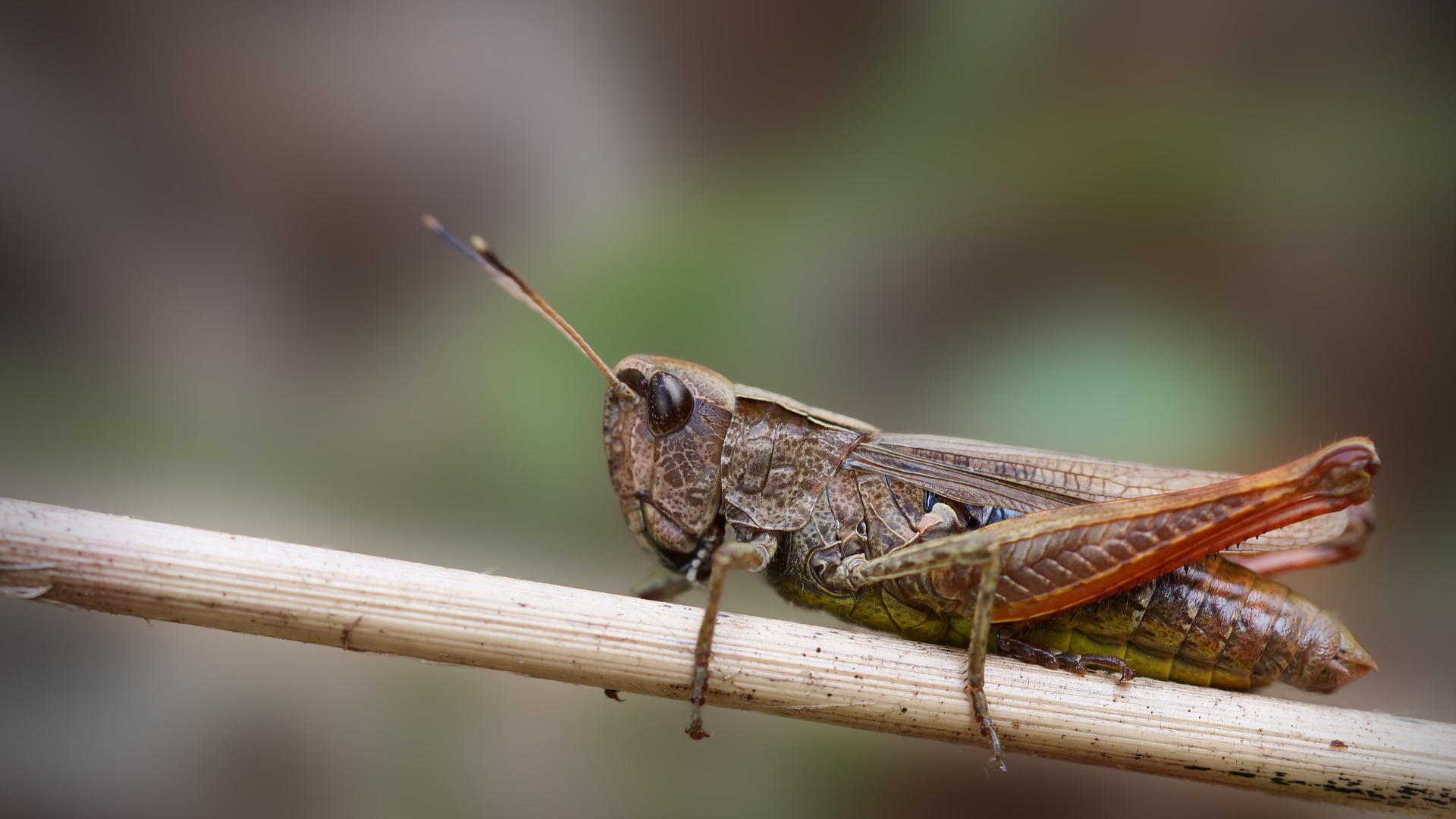 Insekten In Lebensmitteln Welche Sind Erlaubt Rheinischer Spiegel