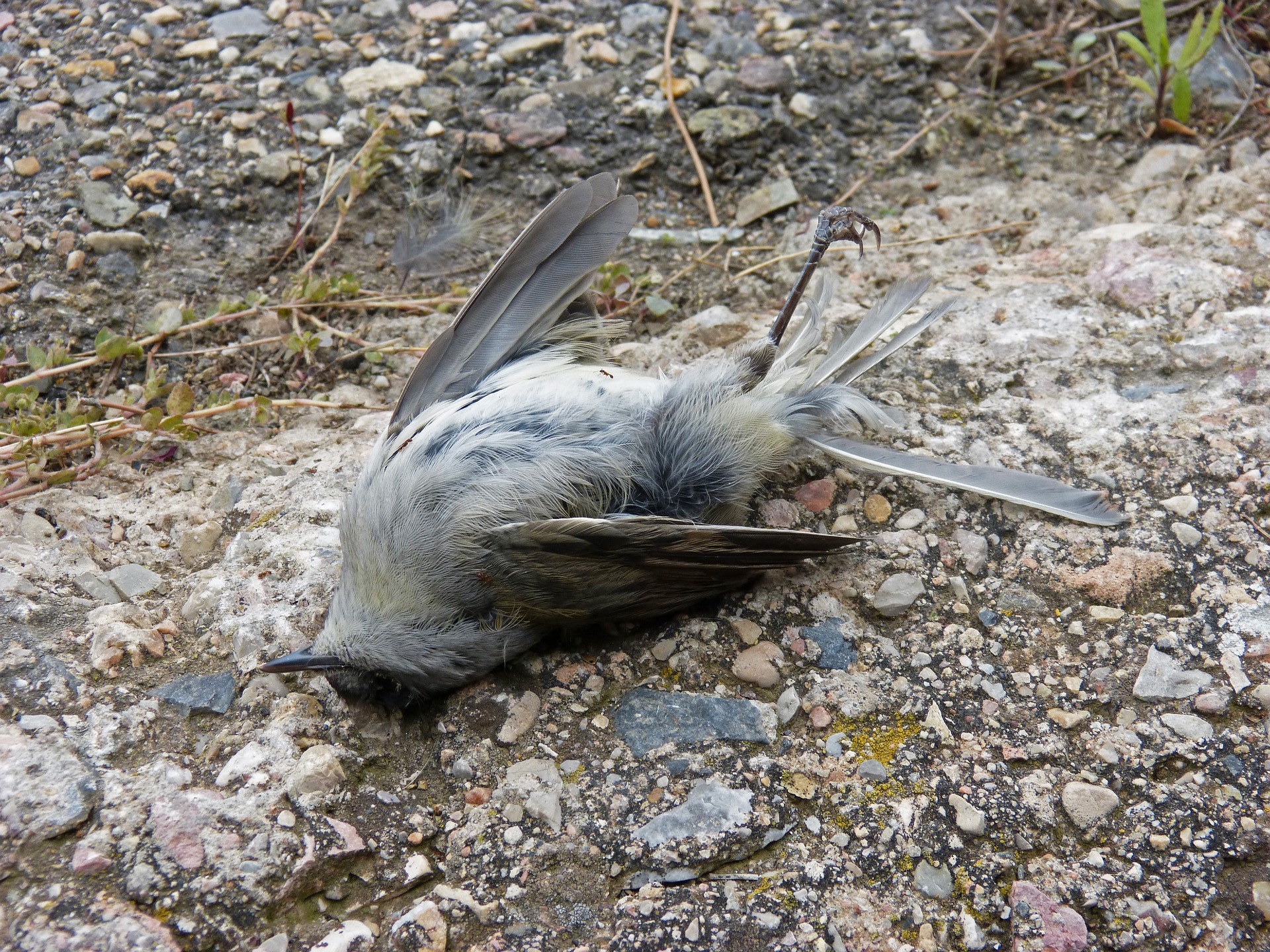 dead-bird-1007554_1920