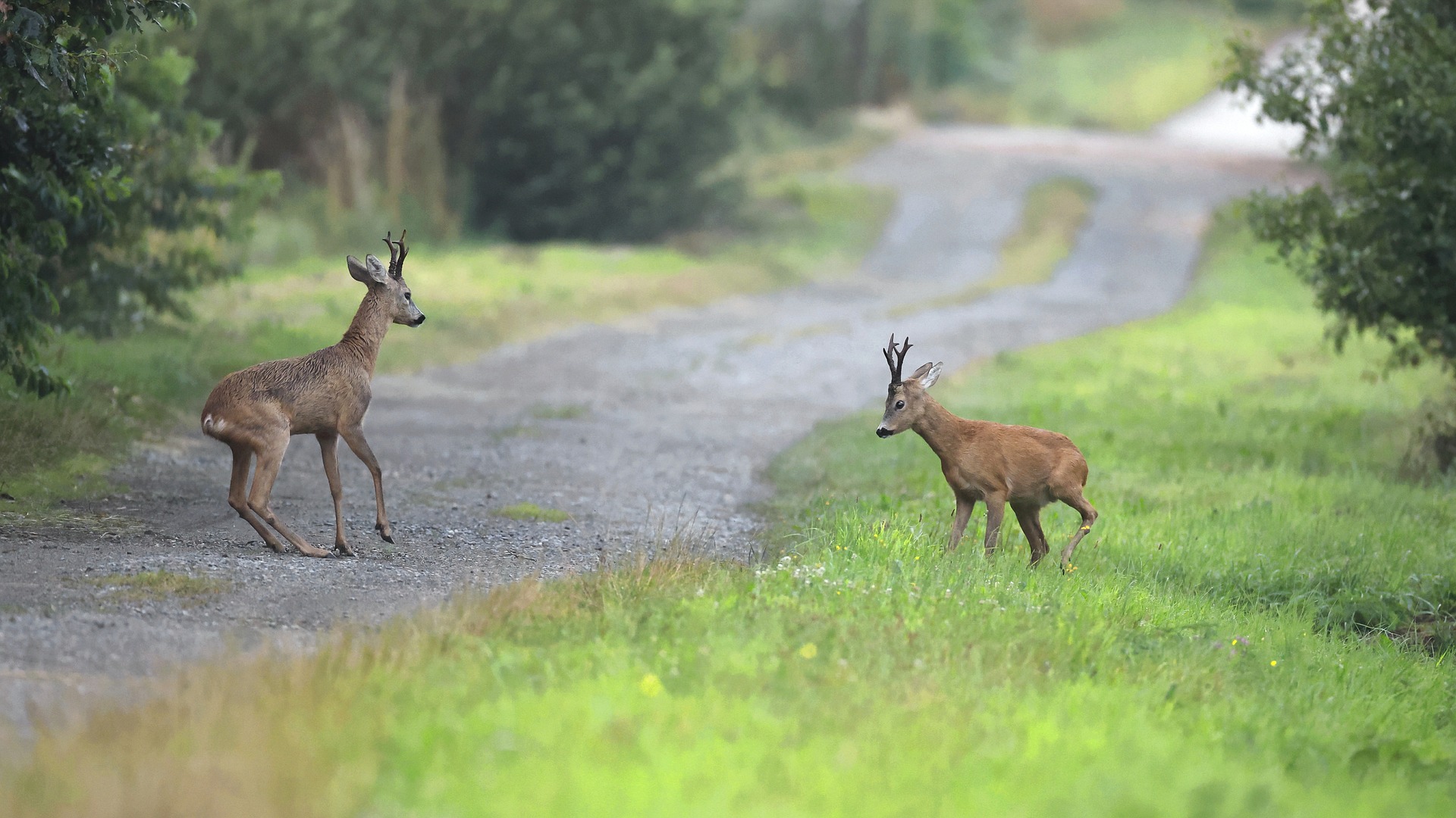 Kreis Viersen gibt Tipps beim Umgang mit Wildwechsel oder im Falle eines Wildunfalls roe-deer-7344474_1920