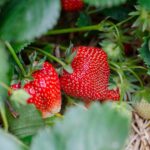 kathas_fotos-strawberries-7323943