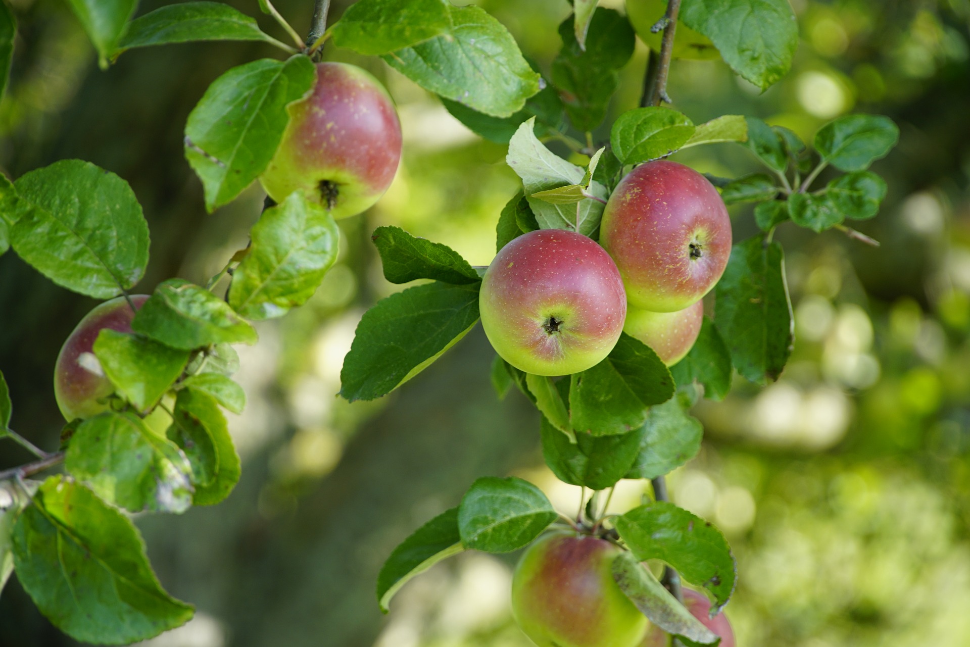 apples-8306677_1920