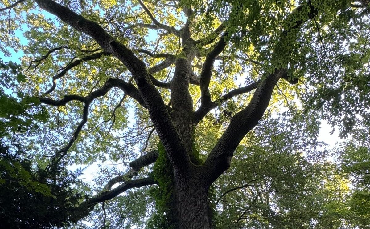 BaumSüchteln11122024