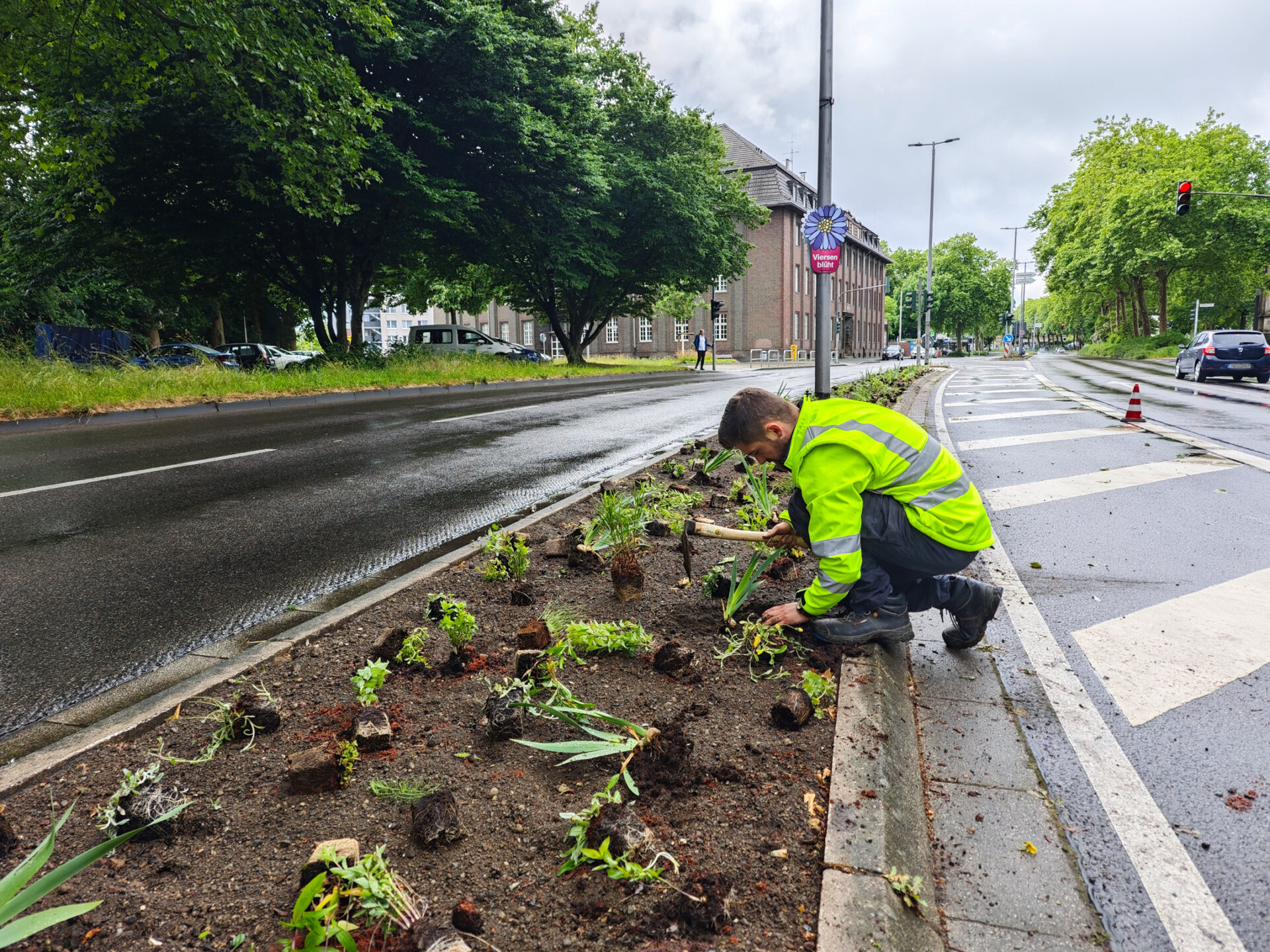 2025-05-28-0328-FOTO-stauden-fuer-mittelstreifen