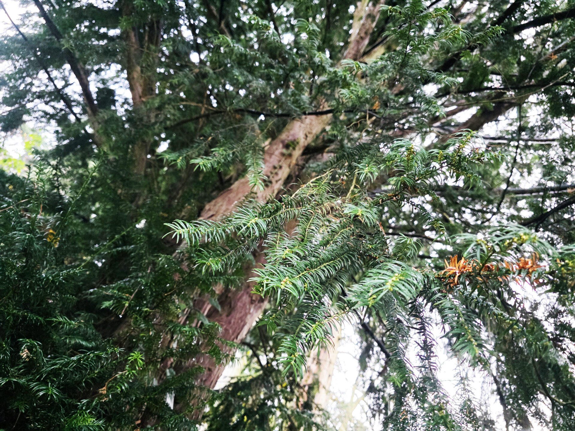 Fällung von historischen Eiben: Anwohner und Umweltgruppen appellieren an den Bürgermeister Eibe