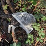 Notfelle Niederrhein e.V. bittet um Hinweise: Kater tot in Waldstück bei Viersen aufgefunden 615830452_1190458506626039_8765165449301049010_n