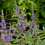 kriemer-monk-pepper-1633164_1920