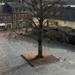 Bild-Nr. 776_2026-03_Blutbuche_Burggemeinde Brüggen