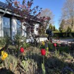Bild-Nr. 803_2026-04_Friedhof Brüggen erblüht 2_Burggemeinde Brüggen