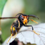 christels-hornet-9964337